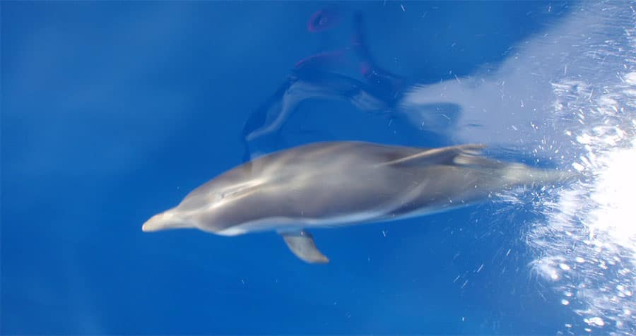 Delfines desde un velero